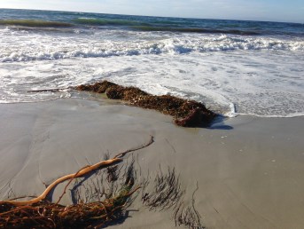 kelp Washed up